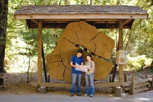 redwoods rv park