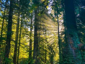redwoods rv resort