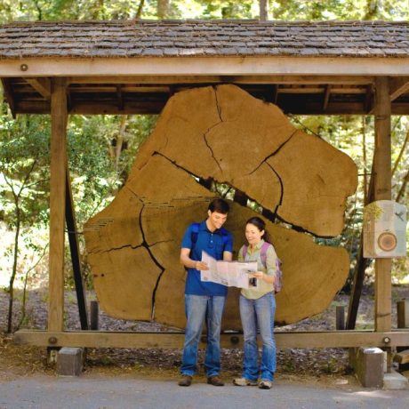 Planning the Ultimate RV Trip to Santa Cruz? Don’t Miss These Redwoods Adventures