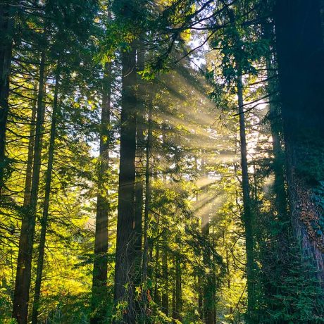 Why Santa Cruz Redwoods RV Resort Is the Perfect Nature Escape for RV Travelers