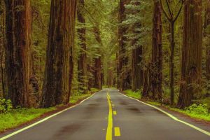 RV camping in the redwoods