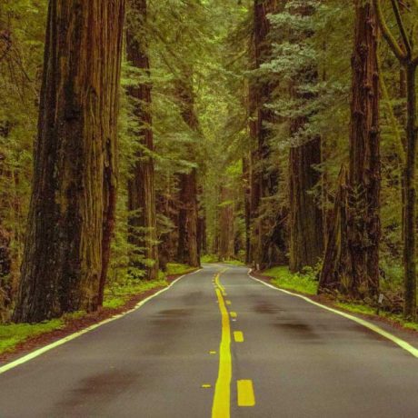 Camp Beneath the Redwoods: Why Santa Cruz Redwoods RV Resort is a Hidden Gem for Nature Lovers