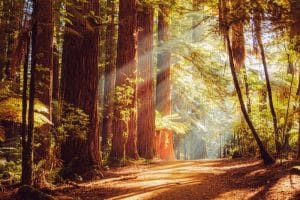 RV Site in The Redwoods