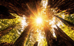 Sunlight shining through ancient redwood trees highlighting forest ecosystem