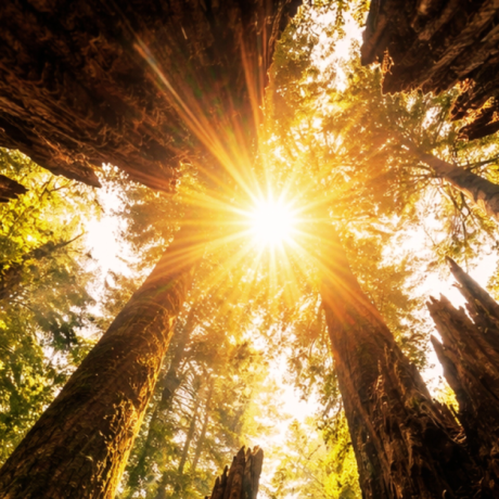 The Unique Ecosystem of Redwood Forests Every RV Traveler Should Know